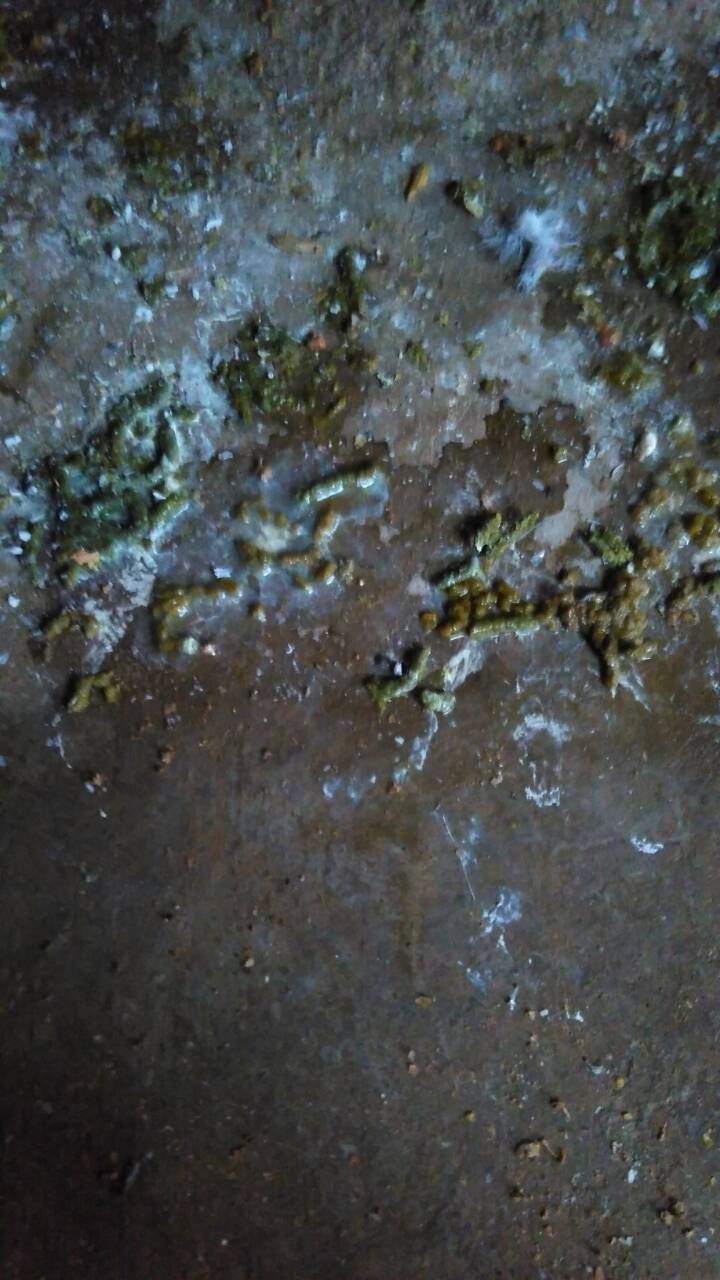 请问治疗球虫用什么药好,有图片