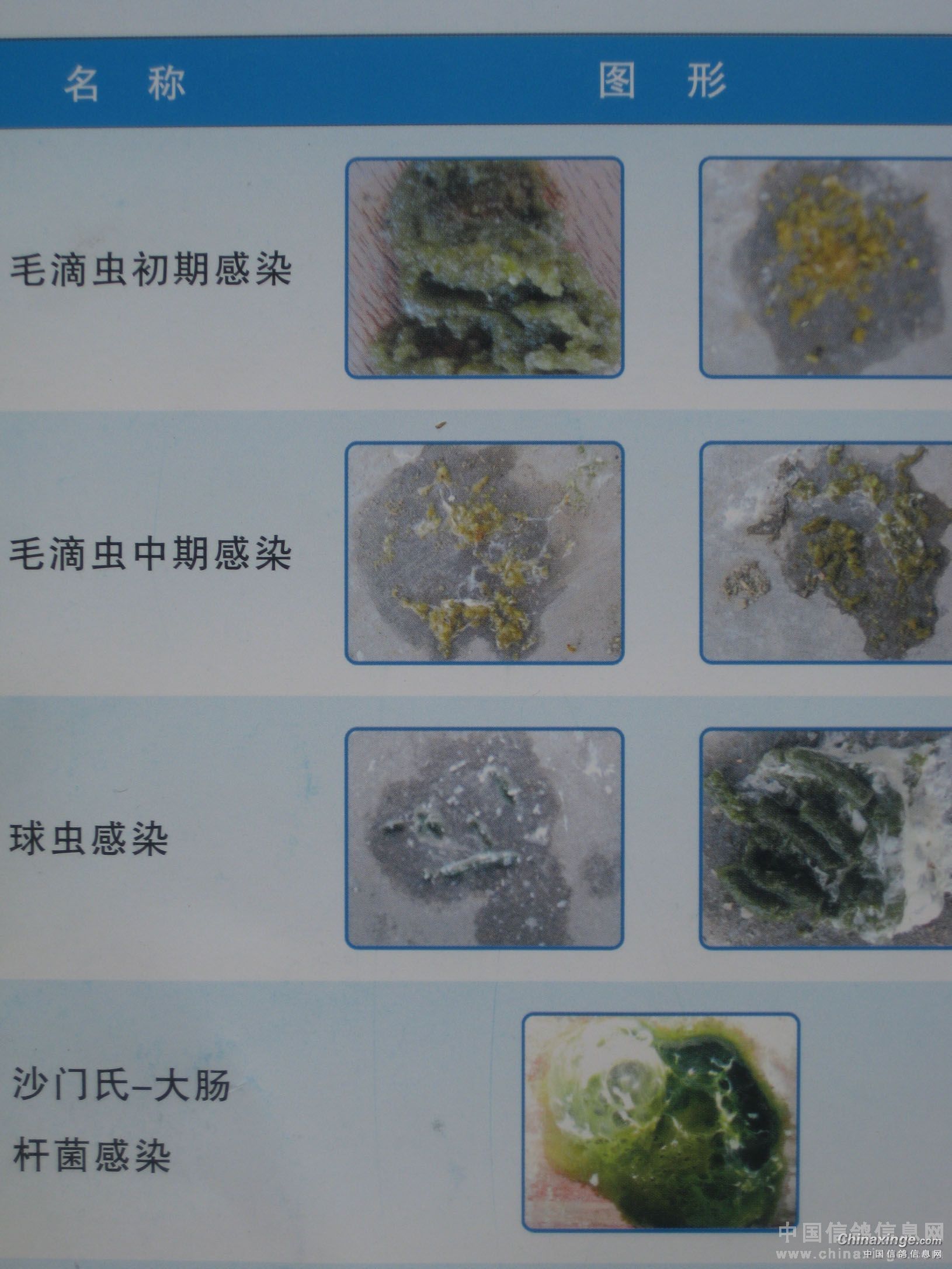 几天了都是这样粪便