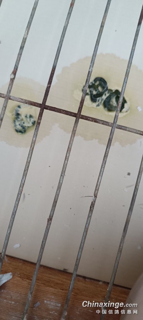 发表了提问养鸽经验交流鸽子拉这种绿便用什么药好!查看提问>